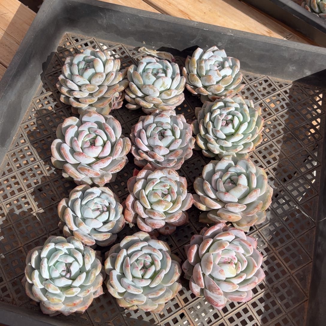 943号新疆西藏内蒙古不包邮