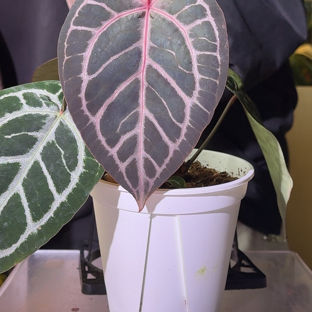 不开花植物G675红水晶杂紫铜