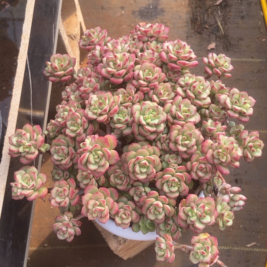 探戈多肉多肉多肉多肉