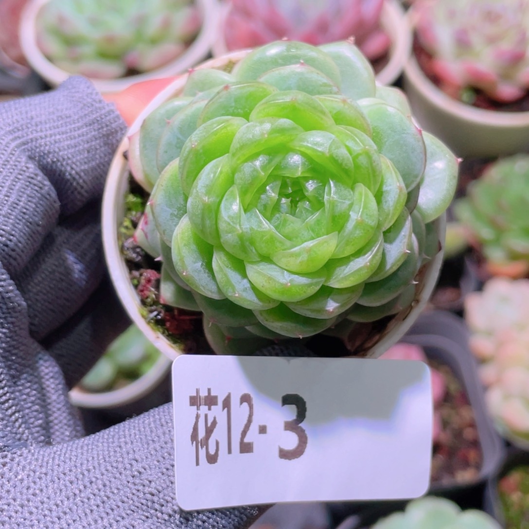 花利美12-3霜雪。   