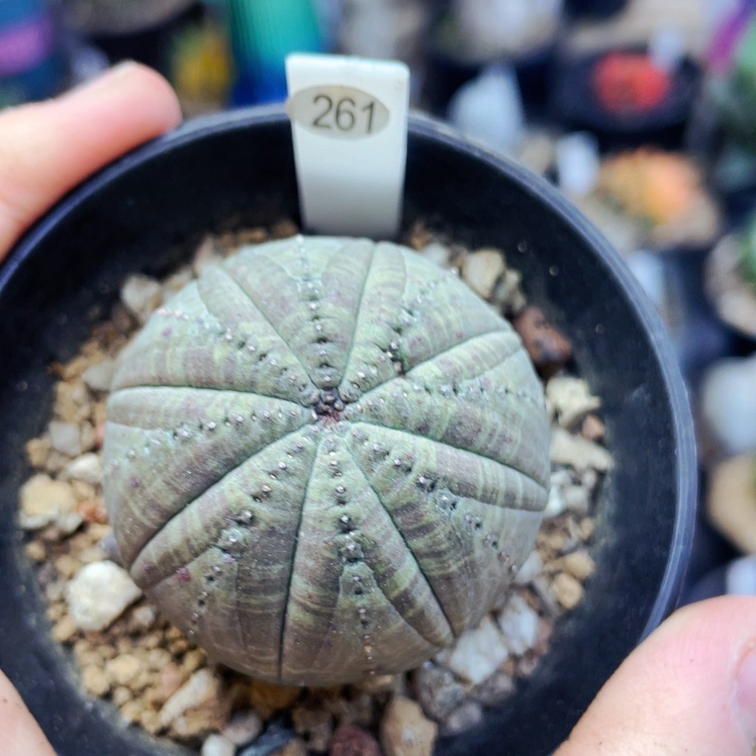 非偏远地区满25包邮仙人球