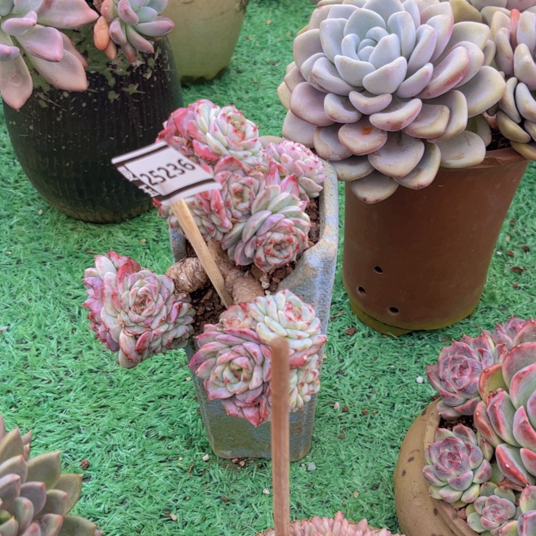 天鹅绒多肉植物25236