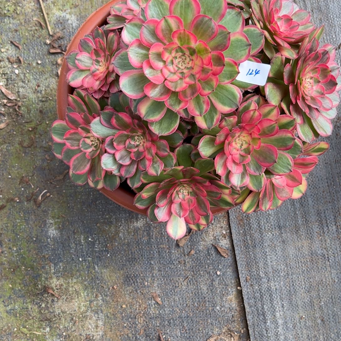 124粉海神多肉多肉