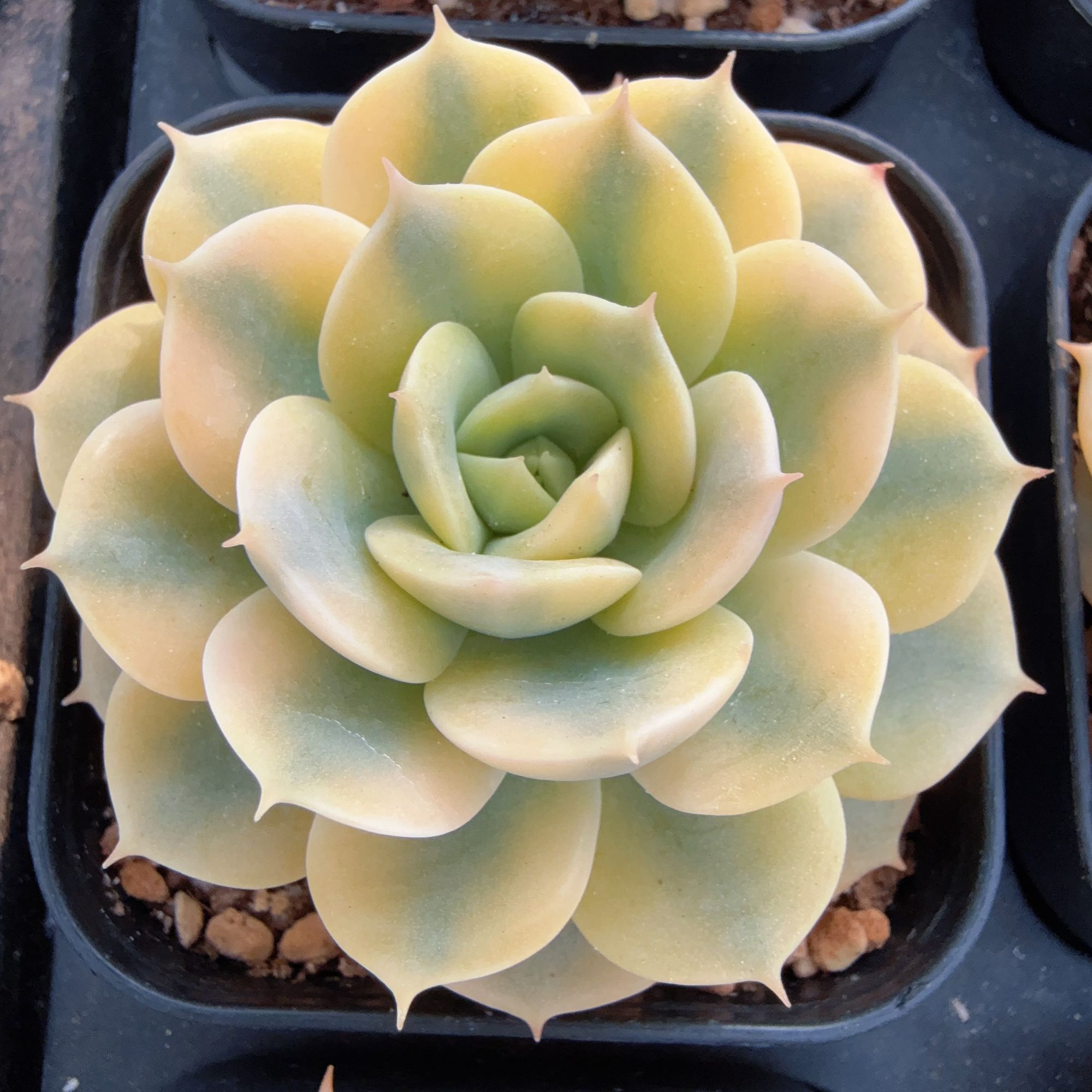 70#黄覆轮雪域锦(4-7cm）脱土