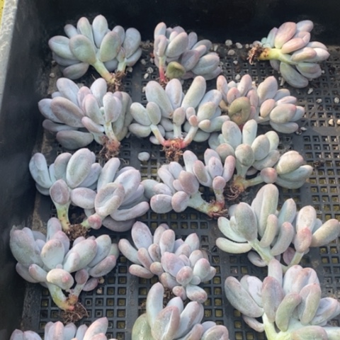 一组三头米可群一物一拍