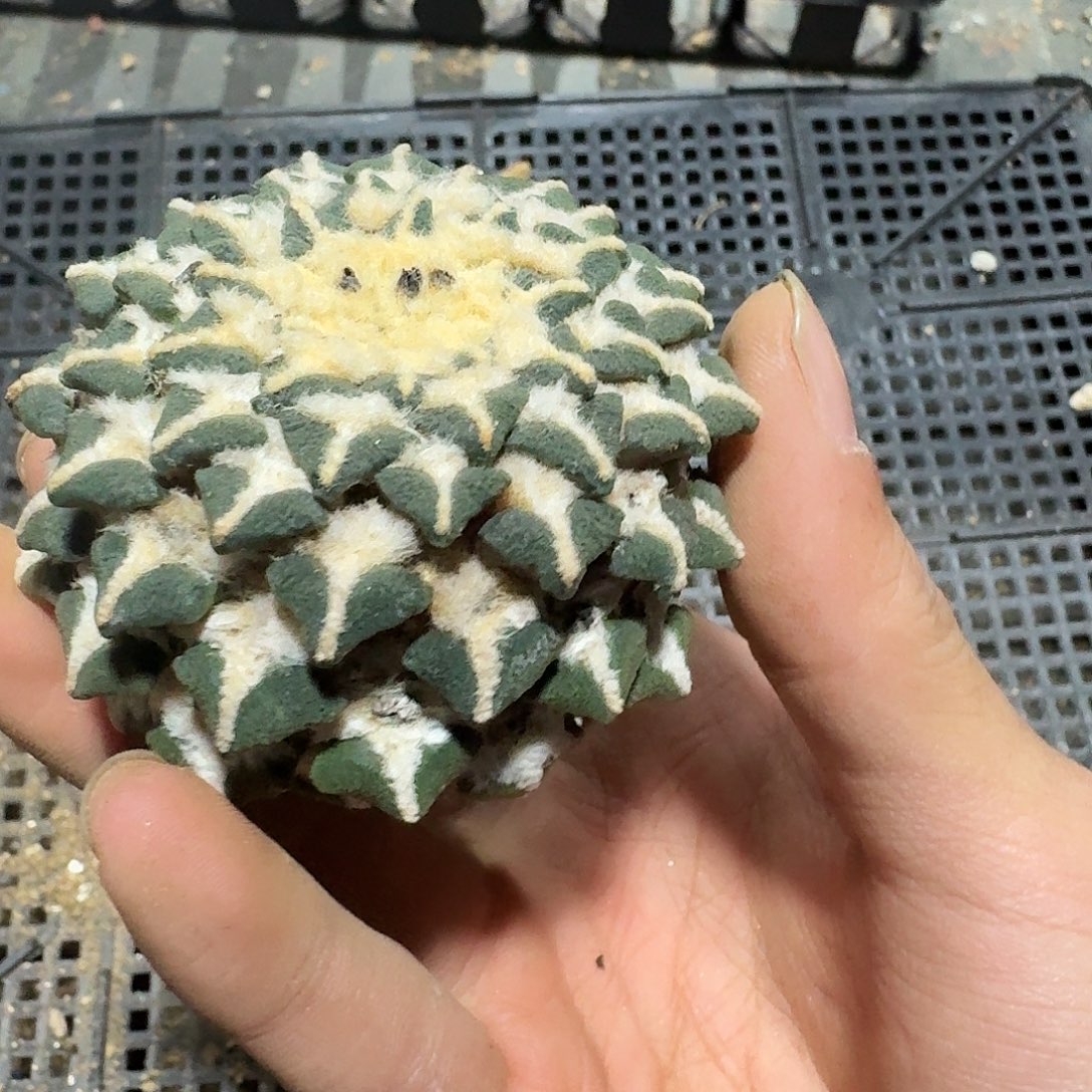 560号仙人球苗接无根