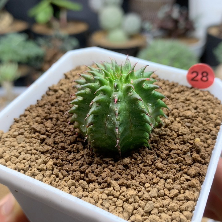 布纹球杂海胆大戟带盆