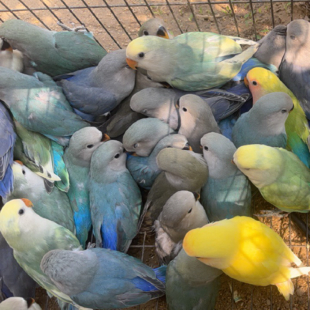 手养特色牡丹鹦鹉多种色系顺丰直发可直播挑选