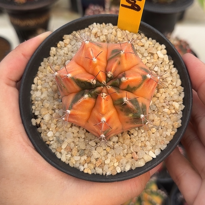 泰国米哈小肉肉109-0102