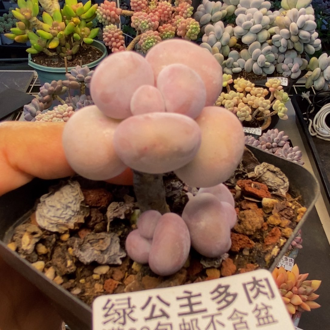 003橙奶多肉肉3c m