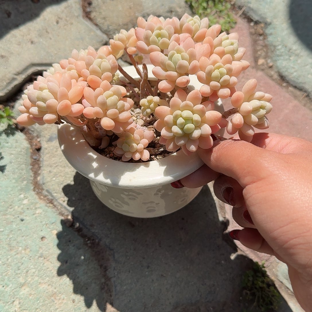 鱼子酱带盆多肉汁英语