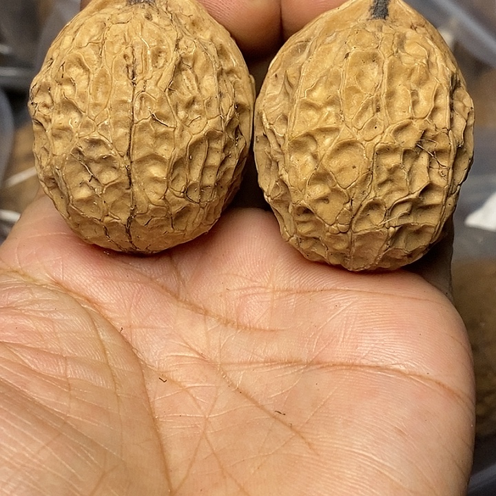 文玩核桃把件云南铁核桃33