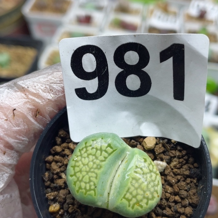 981绿巴厘母本带盆