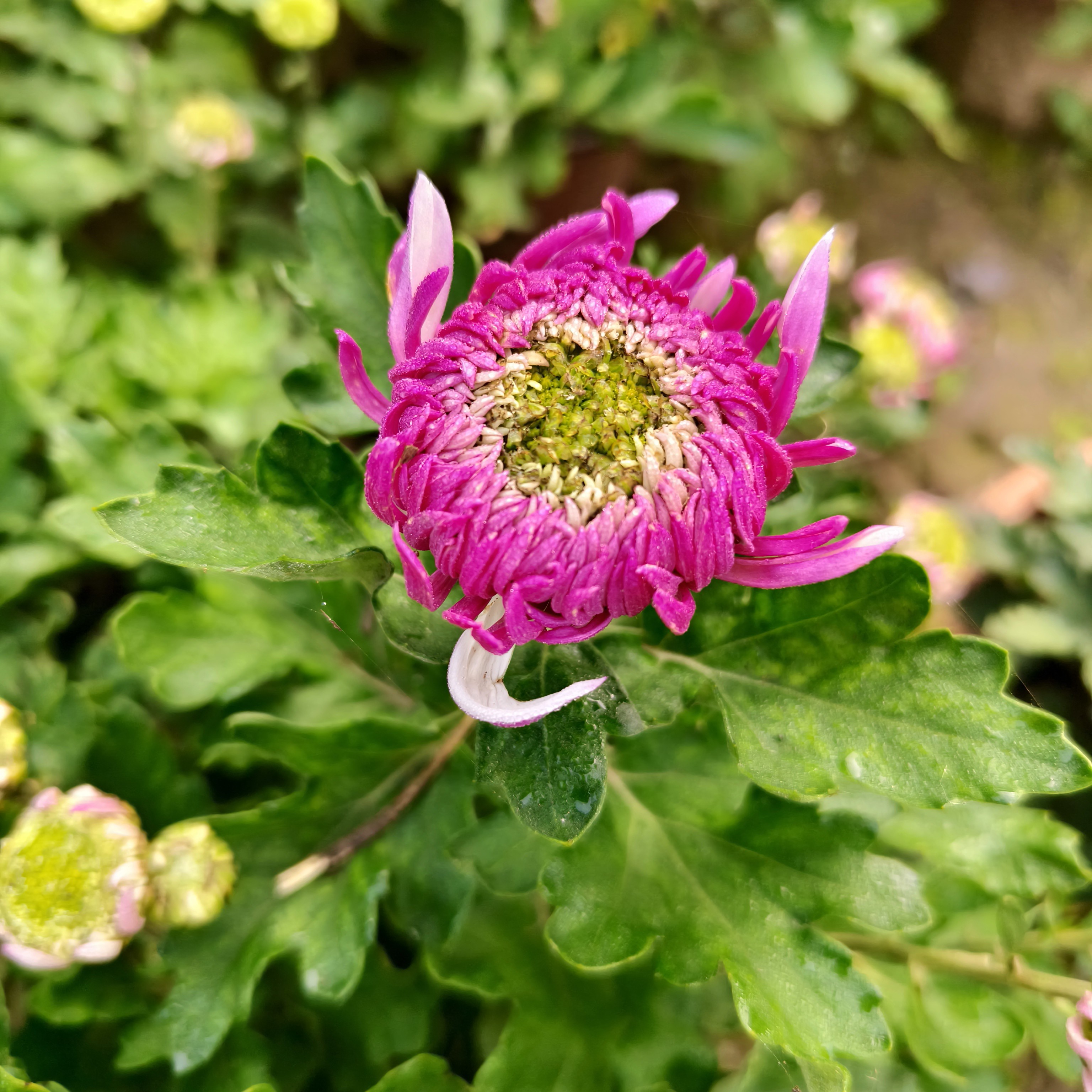 小葛花卉菊花系列处理老根品种混搭非偏远（出的老根无售后）