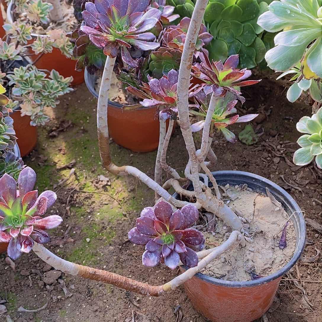 971 号20元包邮不包断枝年后发货