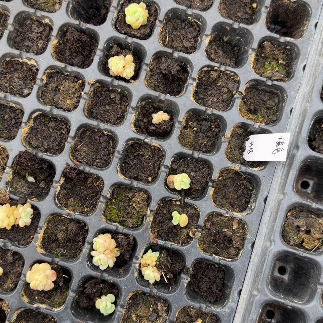 p***u瑶兔穴一个满25包邮