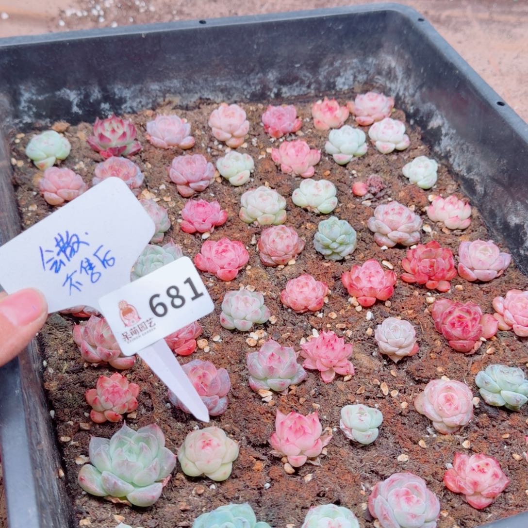 多肉植物多肉植物