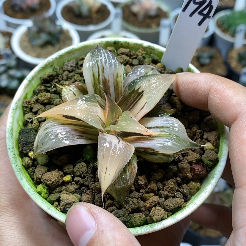 【闪购商品】194pinky