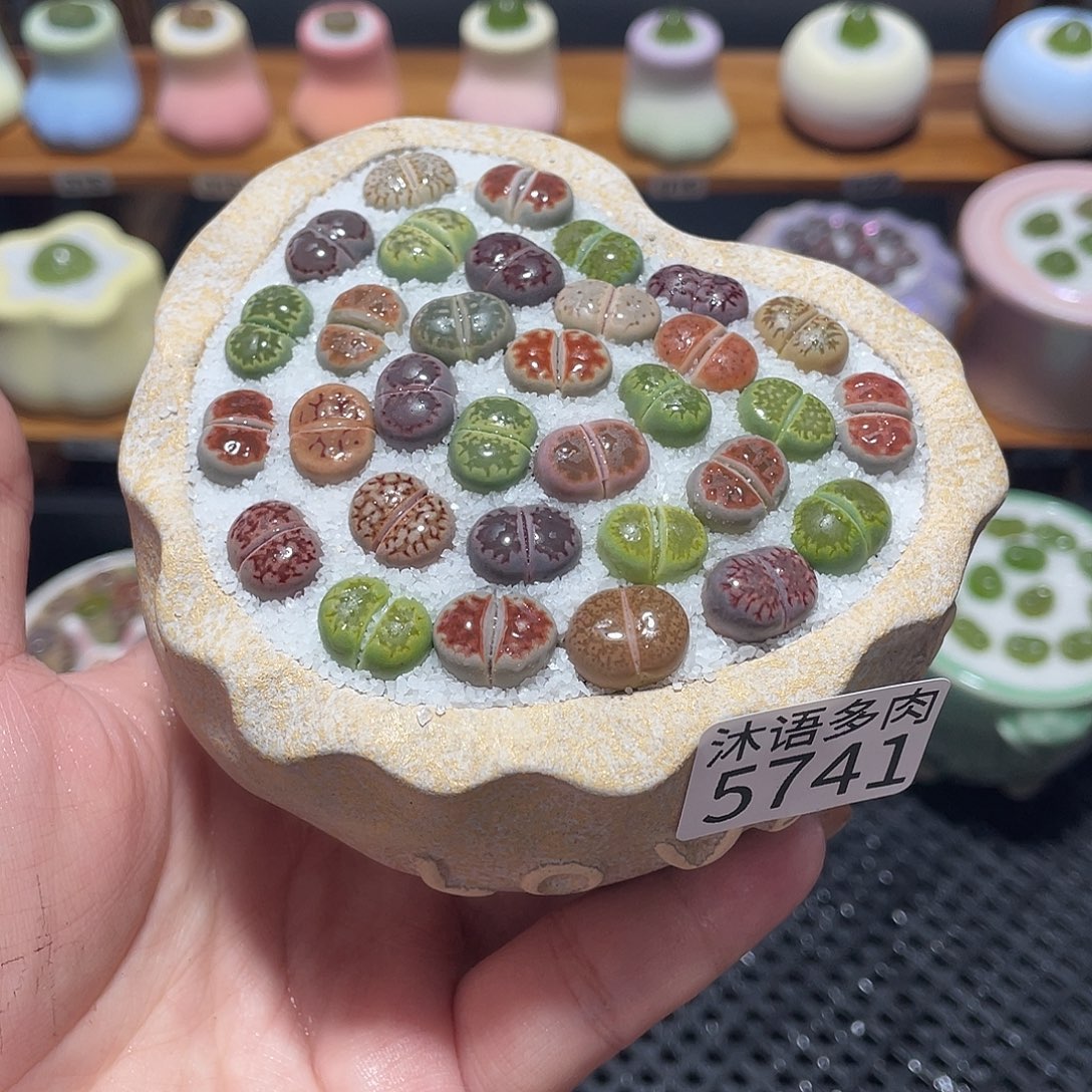 带盆土植物 一物一拍5741