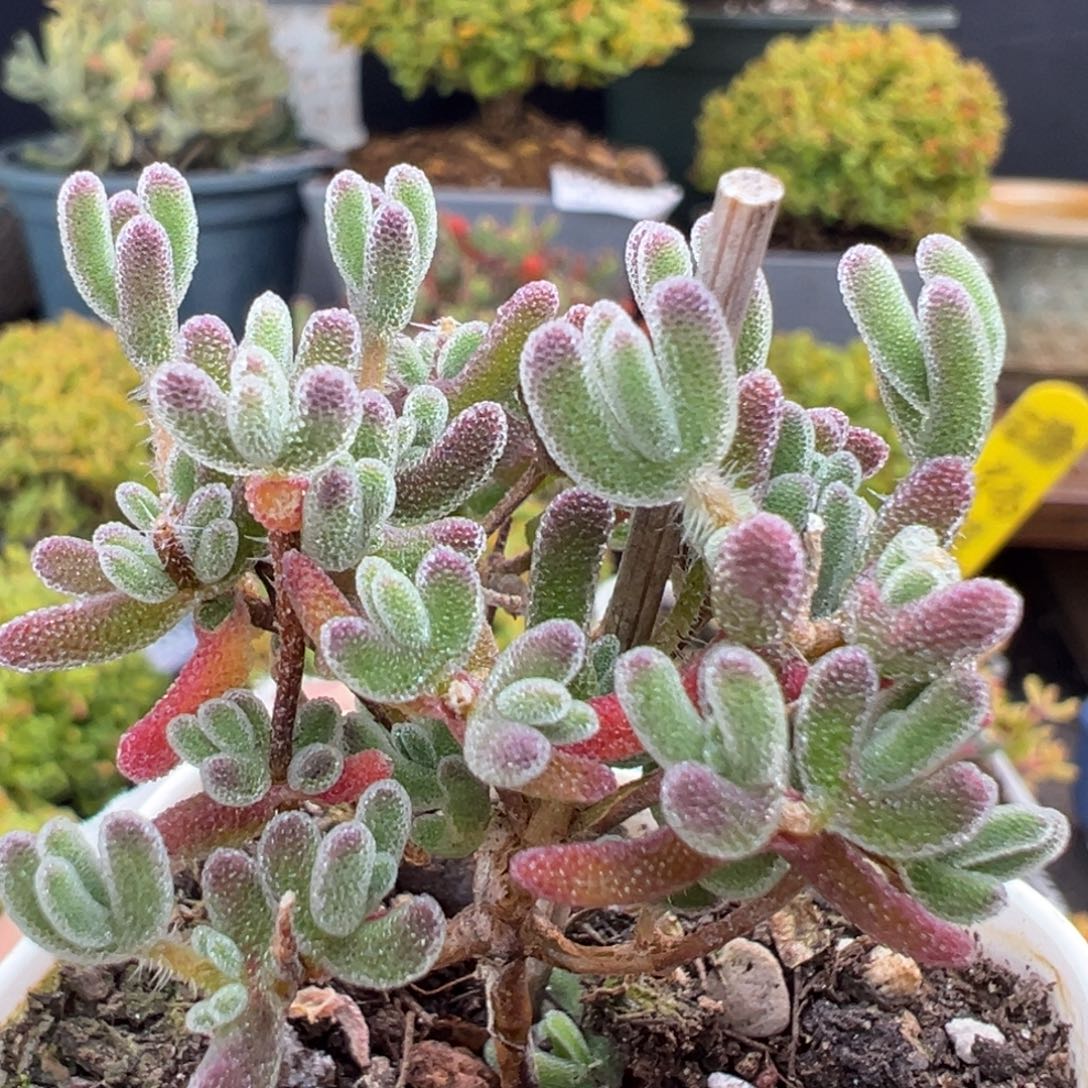 dy3912实生晶荧冠幅3.5cm