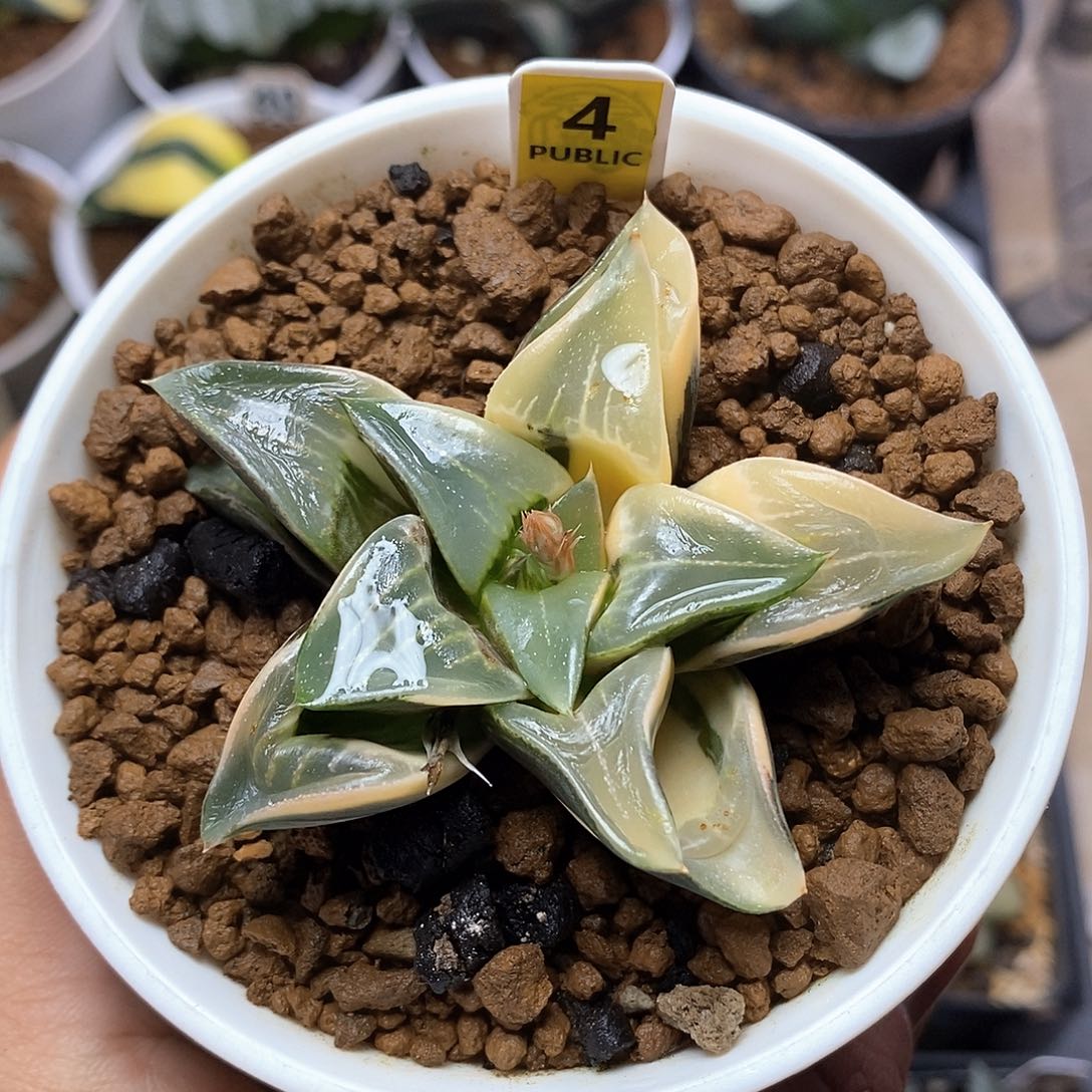 红陶4号实生寿锦一物一拍