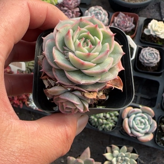 145昂斯诺多肉植物多