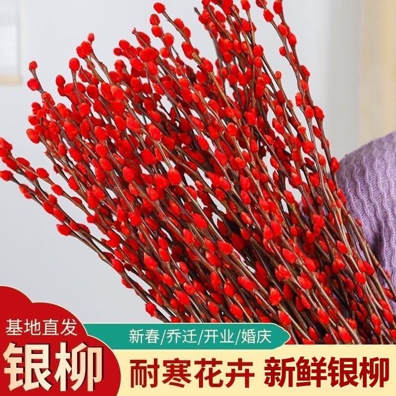 银柳真花鲜枝红色年宵花卉喜庆水培植物干花室内春节船长花园