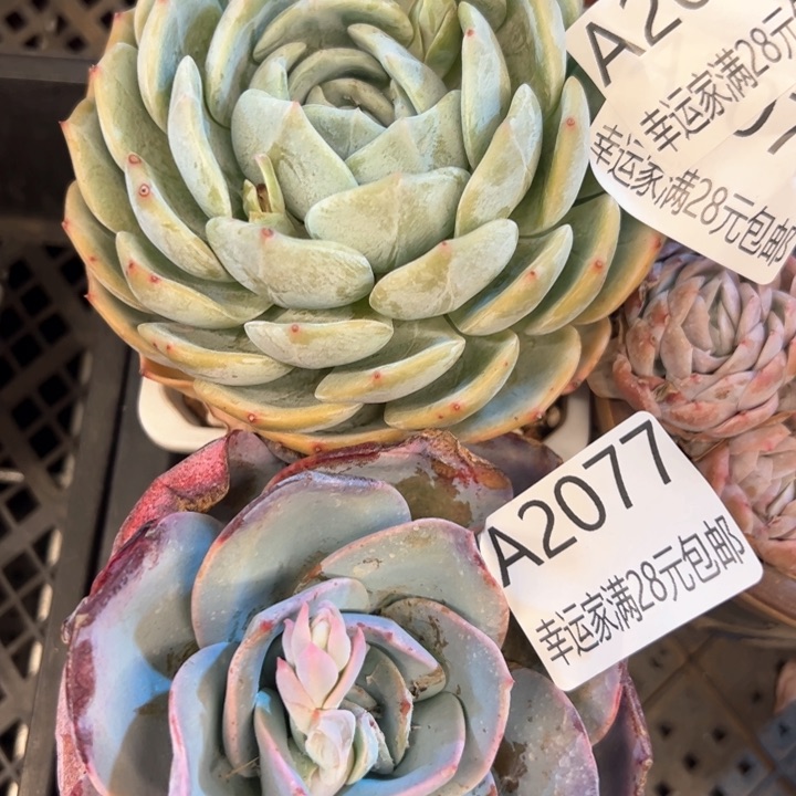 幸运的是我的朋友们