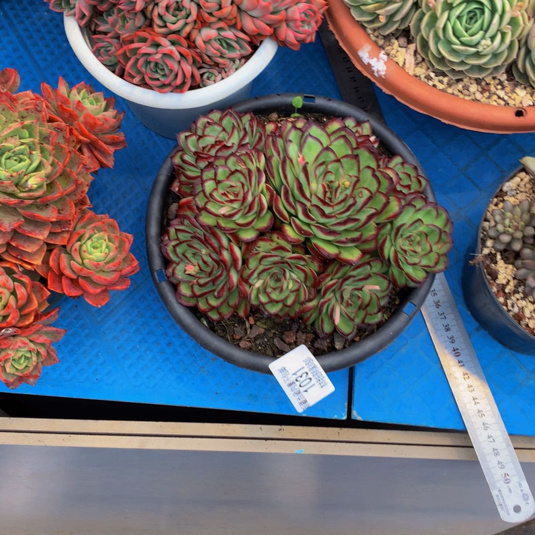 清**拂1031肉酱玫瑰多肉