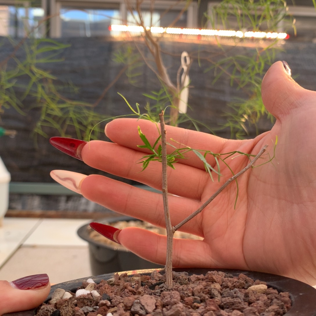 帕卡裂榄带盆发货