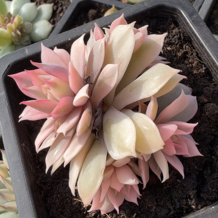 一刻粉蝶锦腹轮锦群