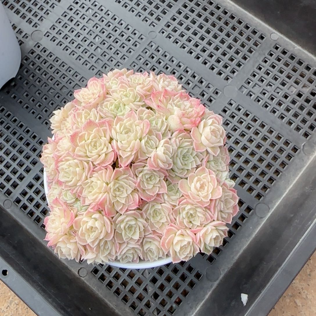 雨**曦【闪购商品】0123-23（fm-57）