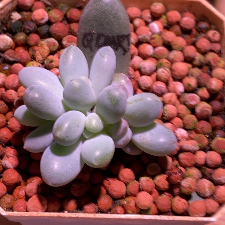 七彩奶酪锦基因朵朵缀多肉