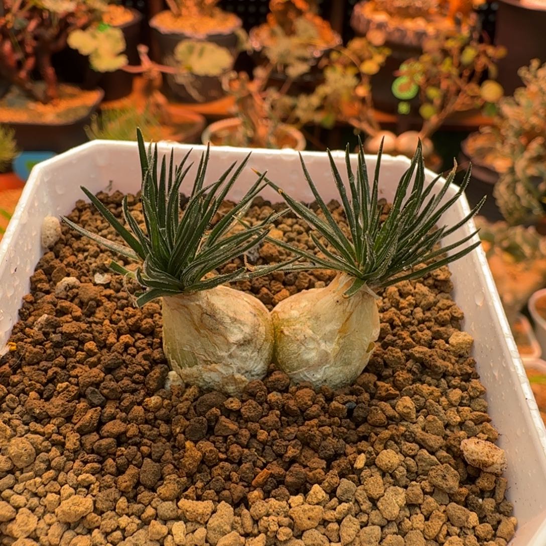 毛叶迷你海葱925 仙人球