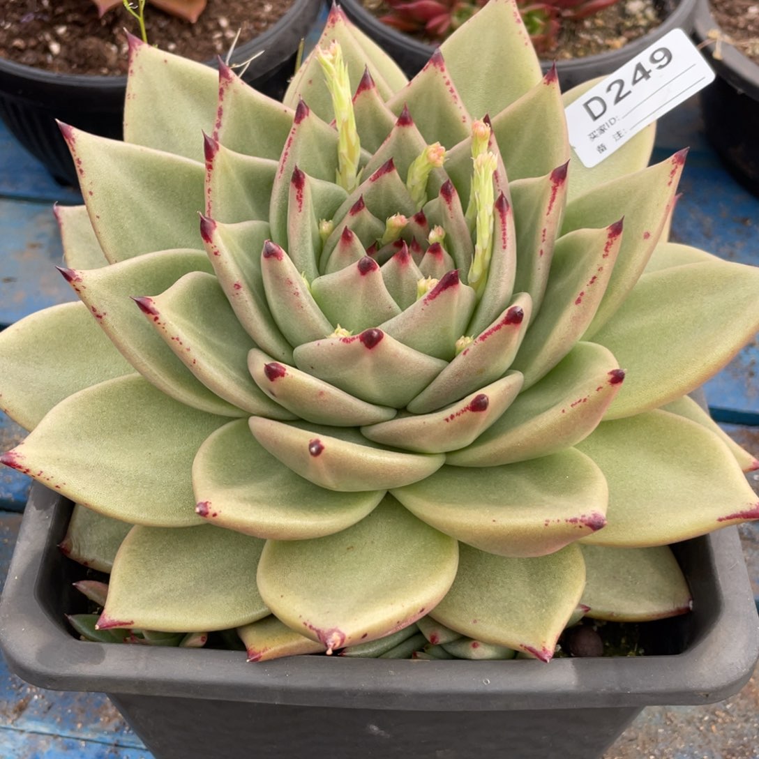 无花朵若如东云组拍D249