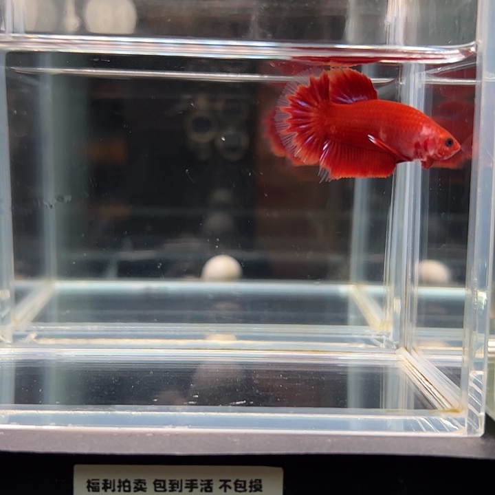 斗鱼一单包邮10日81