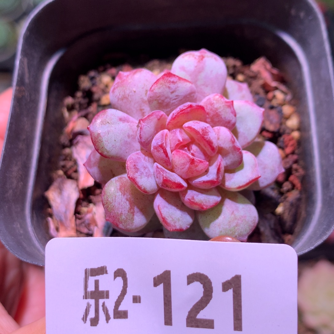 乐然 2-121 血钻单头 