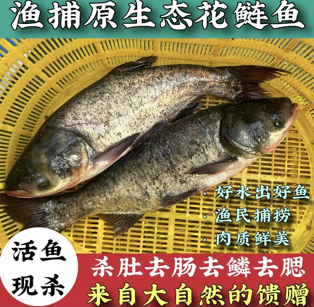 微山湖野生 花鲢鱼 直播间现场为准《直播间专用》