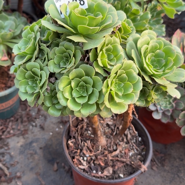 满20包邮，138绿玫瑰