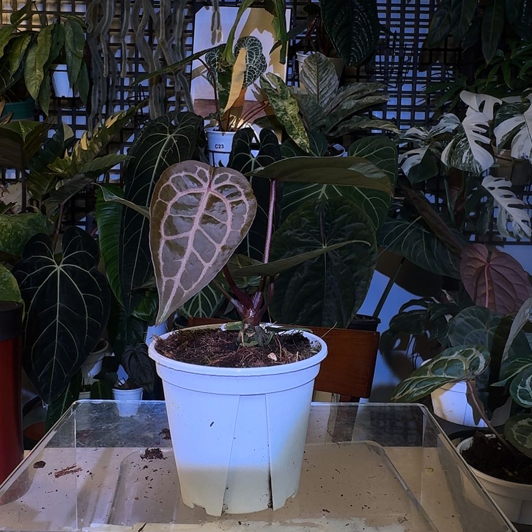 完全开放K145树莓杂极致小钻石