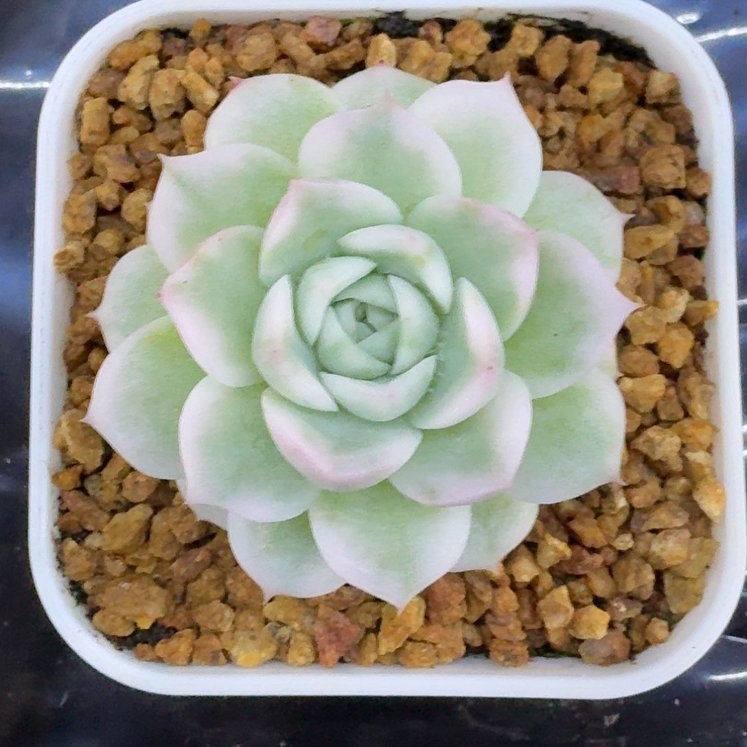 高瓷白麦秆锦一物一拍