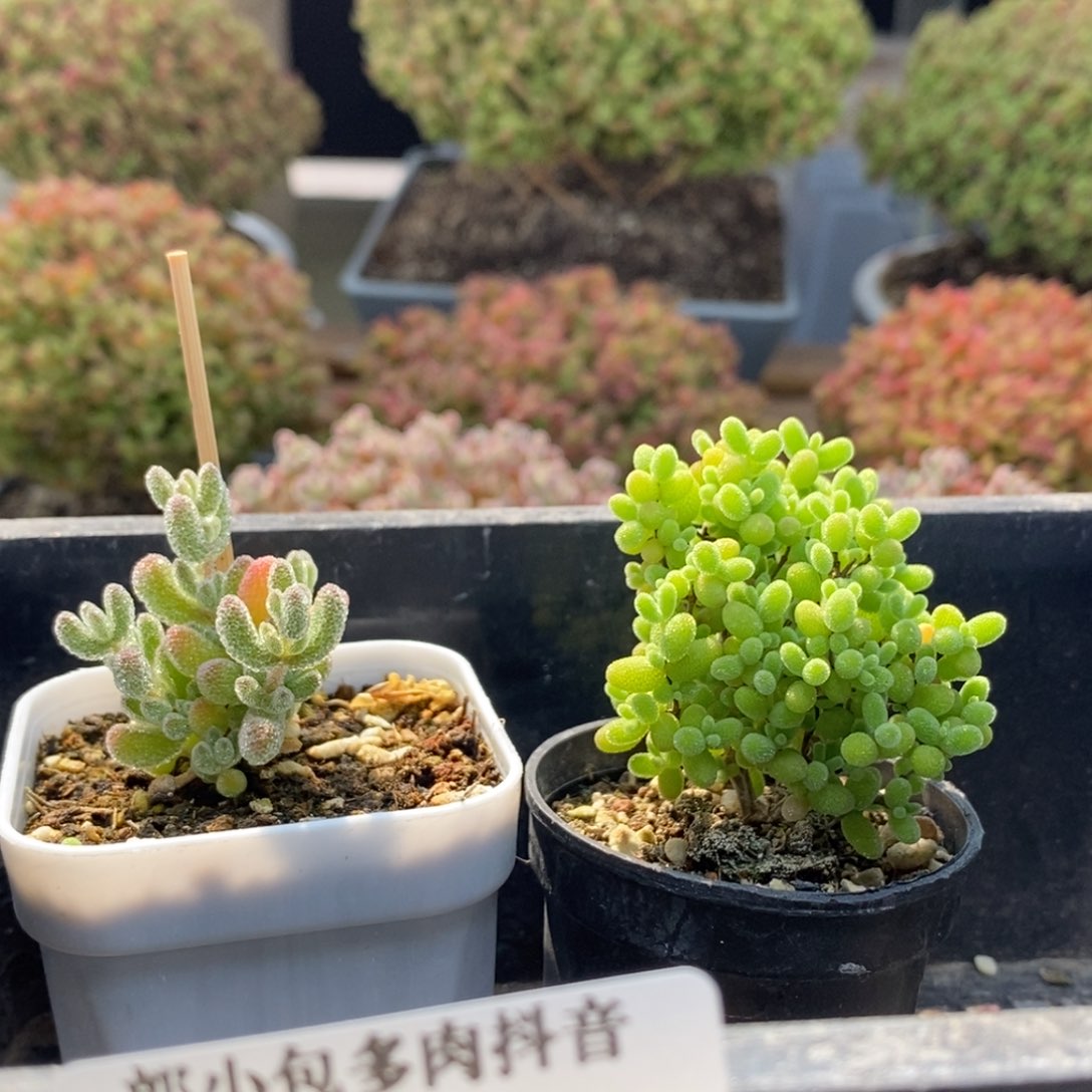 组合5755枝干番杏