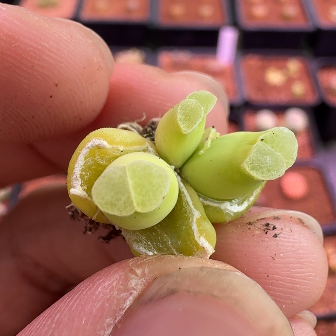 云缦精品番杏11.7粉佛肚