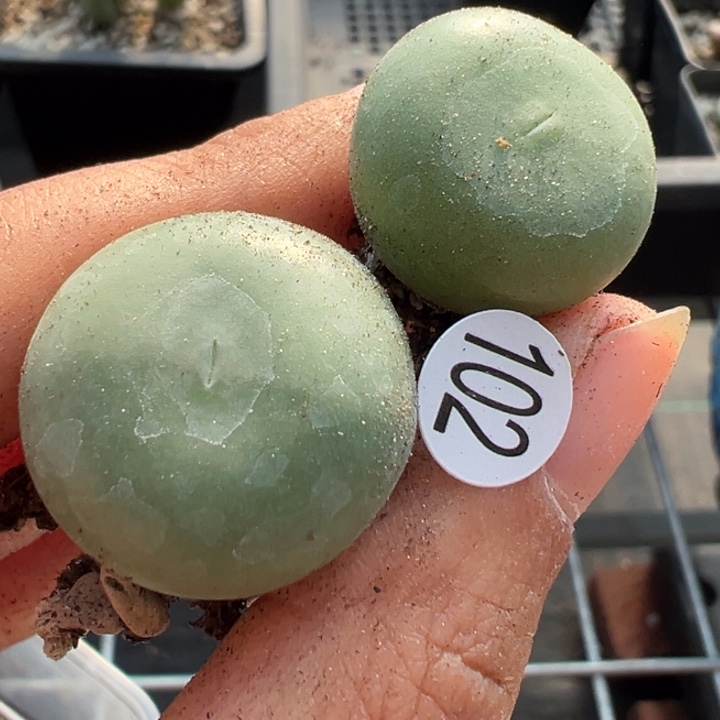 102号双12福利嗨不代表平时价格