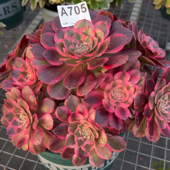 705云荷22厘米左右