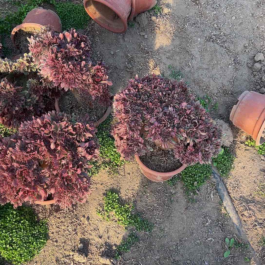 刘*女神缀化脱土发货