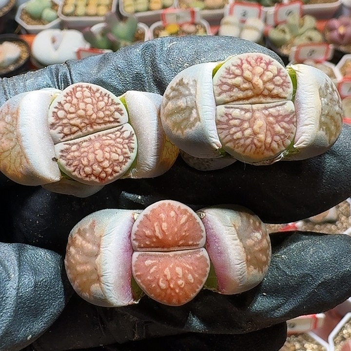 生石花233:：。  103