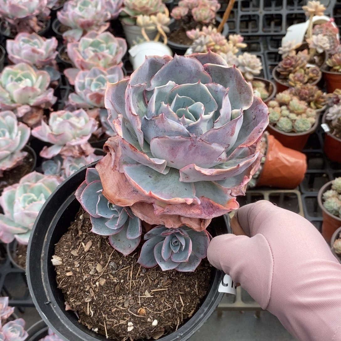 19695达芬奇一物一拍