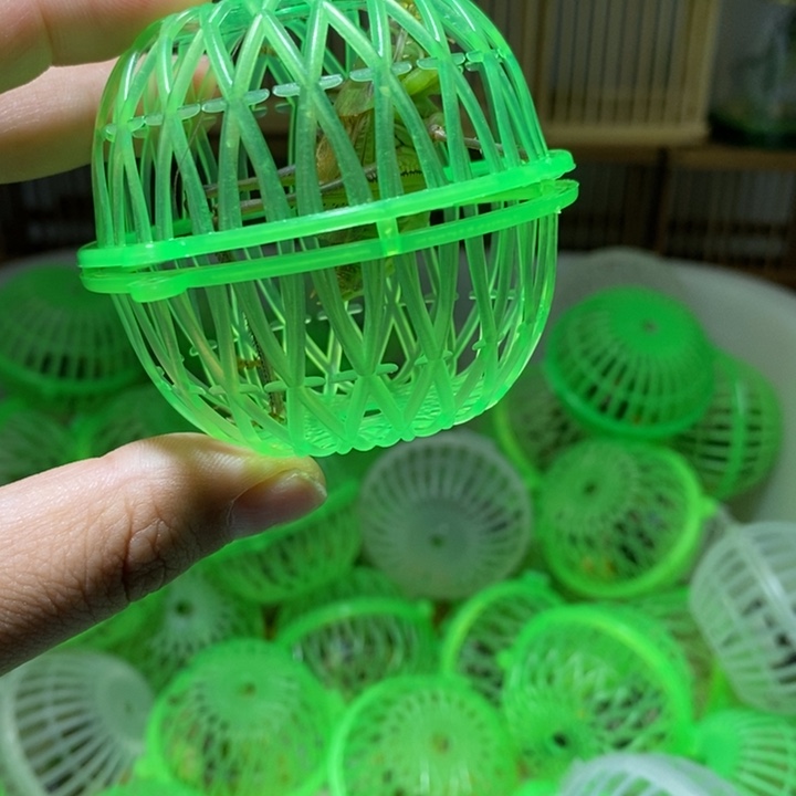 蝈蝈两只 断须1 断腿1 福利单 包活到家7-10天开叫