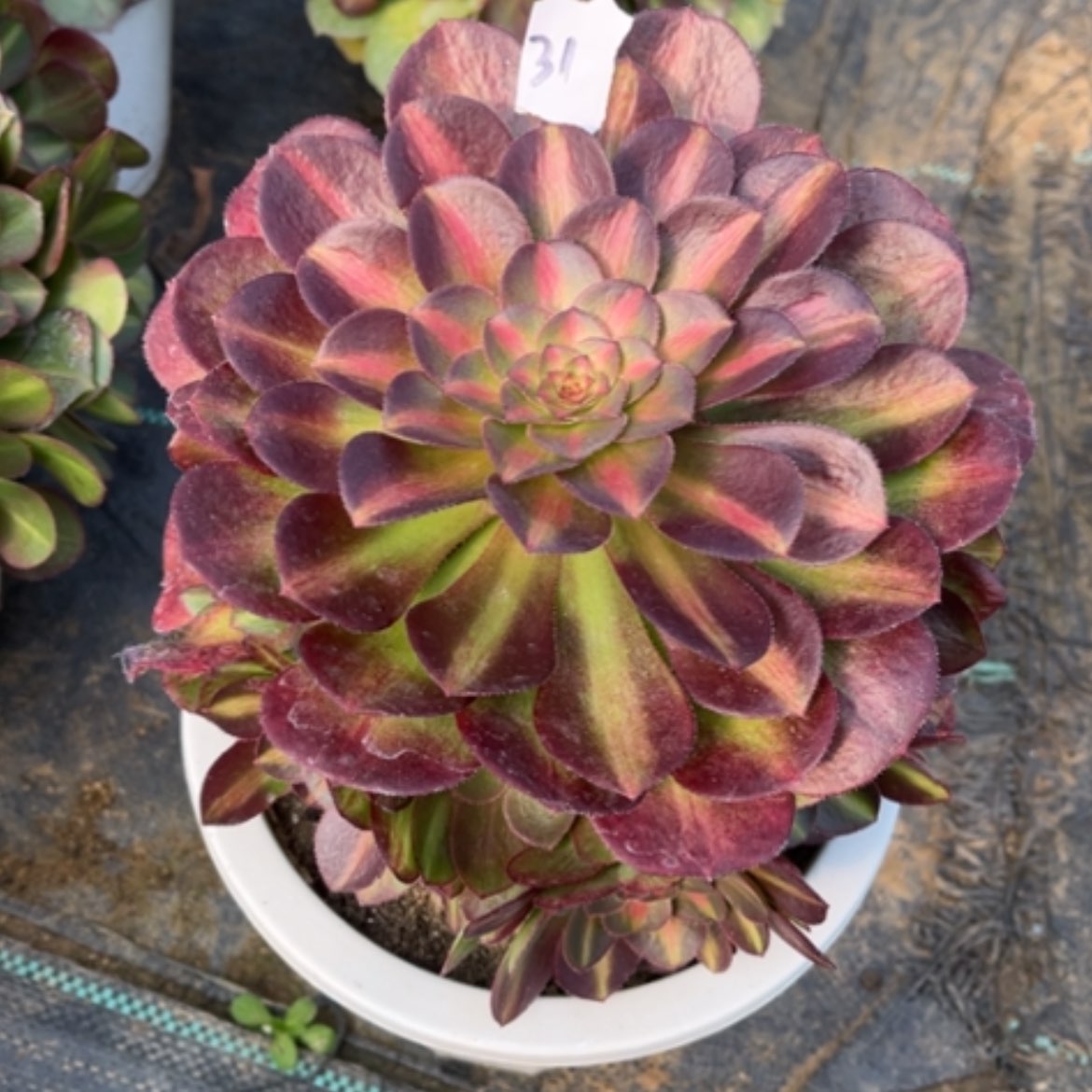 【闪购商品】31倾城中班多肉法师